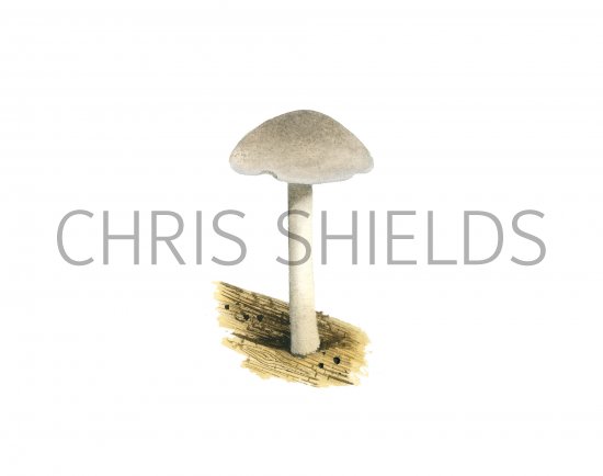Illustration of Pluteus salicinus (Willow Shield) (#3800)