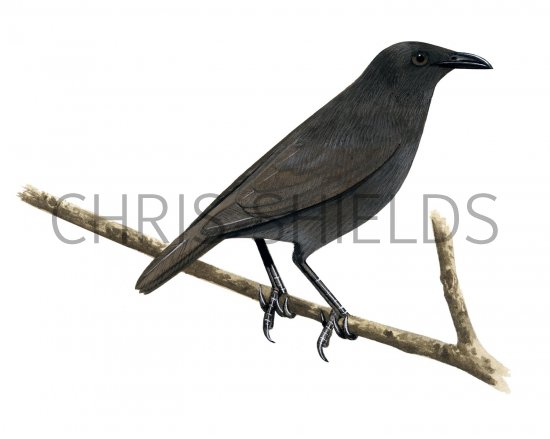 Illustration of Pohnpei Mountain Starling (Aplonis pelzelni) (#2211)