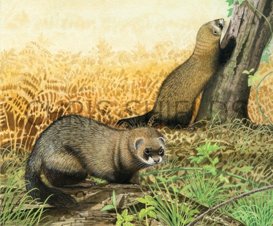 Illustration of Polecat (Mustela putorius) (#2039)