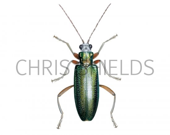 Illustration of Pollen Beetle (Donacia clavipes) (#2645)