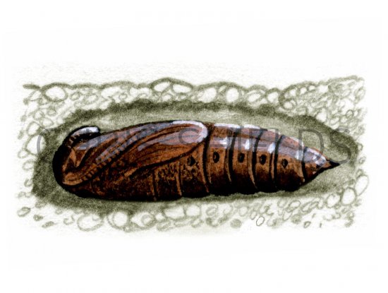 Illustration of Privet Hawh Moth Pupae (Sphinx ligustri) (#1344)