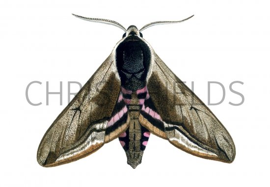 Illustration of Privet Hawh Moth (Sphinx ligustri) (#1339)