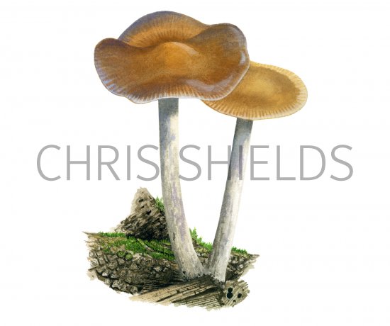 Illustration of Psilocybe cyanescens (Blueleg Brownie) (#4254)