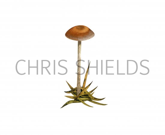 Illustration of Psilocybe inquilinus (#4288)