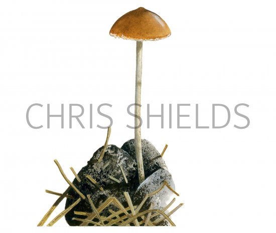Illustration of Psilocybe merdaria (#4256)