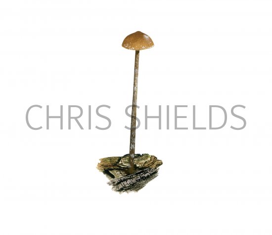 Illustration of Psilocybe phyllogena (#4281)