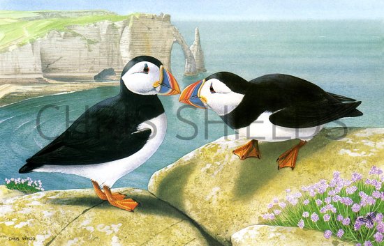 Illustration of Puffin (Fratercula arctica) (#1809)
