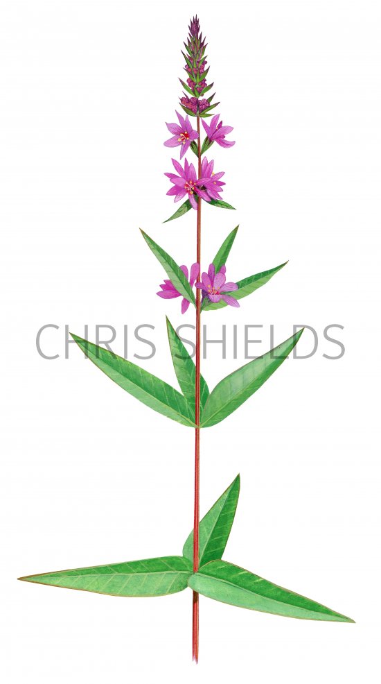Illustration of Purple Loosetrife (Lythrum salicaria) (#2812)