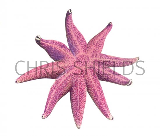 Illustration of Purple Sunstar (Salaster endeca) (#1858)