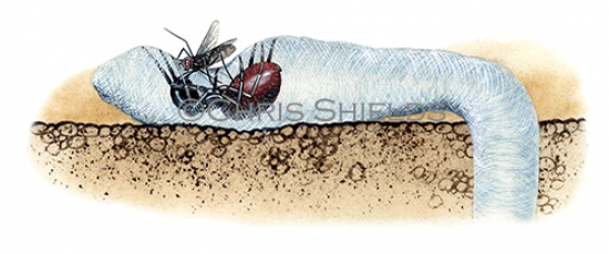 Illustration of Purse Web Spider (Atypus affinis) (#1517)