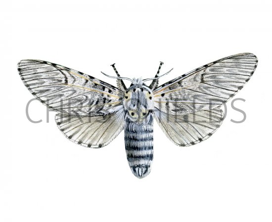 Illustration of Puss Moth (Cerura vinula) (#2568)