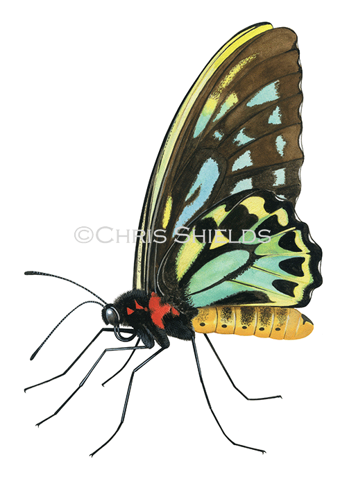 Illustration of Queen Alexadra's Birdwing male (Ornithoptera alexandrae) (#4542)