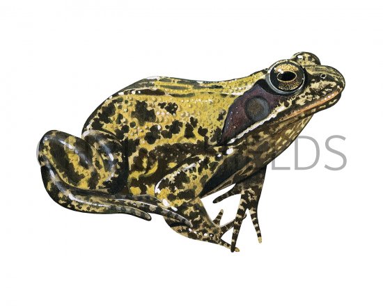 Illustration of Common Frog (Rana temporaria) (#3274)