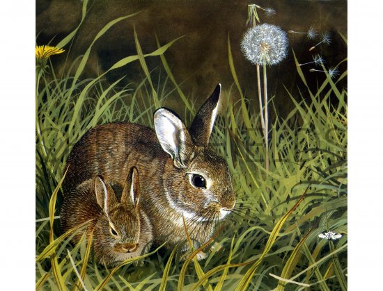 Illustration of Rabbit (Oryctolagus cuniculus) (#0573)