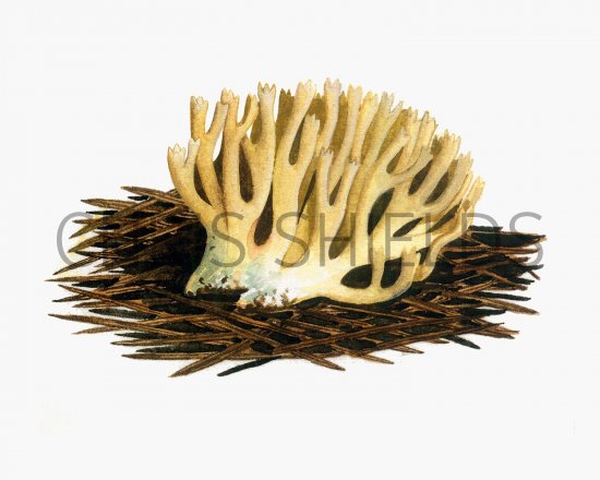 Illustration of Ramaria abietina (#1953)