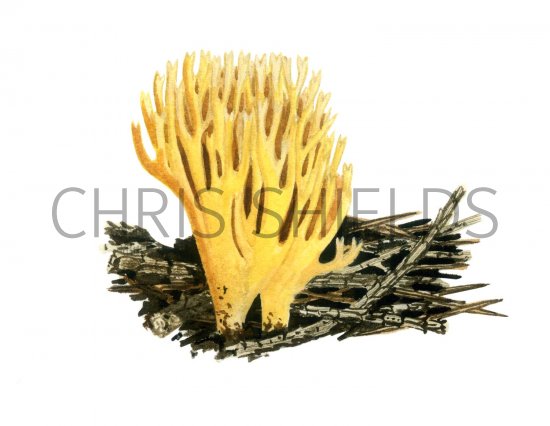 Illustration of Ramaria eumorpha (#1962)