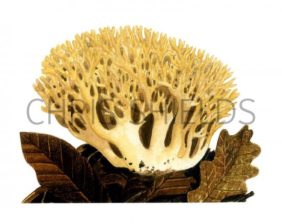 Illustration of Ramaria flava (#1965)