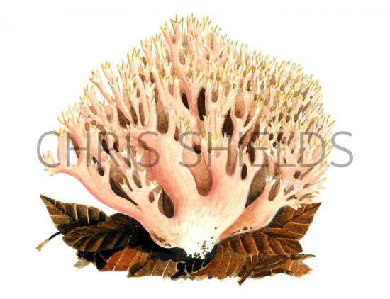Illustration of Ramaria formosa (#1945)