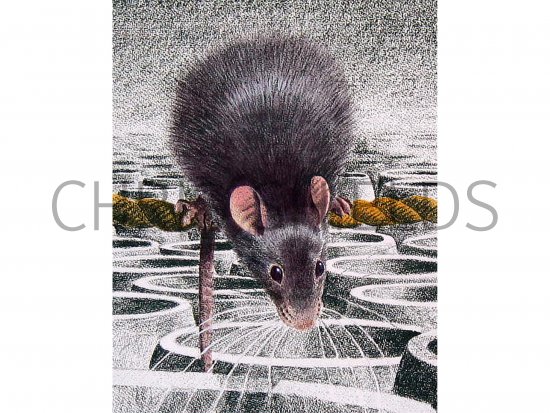 Illustration of Rat (Black) Rattus rattus (#0574)