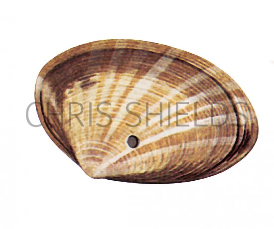 Illustration of Rayed Trough Shell (Mactra stultorum) (#3626)