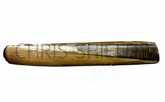 Illustration of Razor Shell (Ensis siliqua) (#0774)