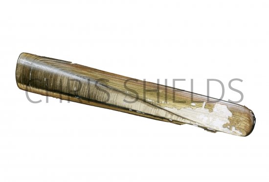 Illustration of Razor Shell (Ensis siliqua) (#3793)