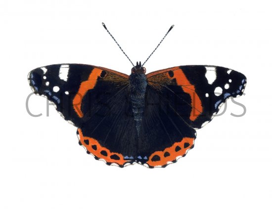 Illustration of Red Admiral (Vanessa atalanta) (#1549)