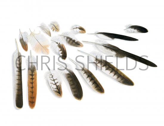Illustration of Red Kite feathers (Milvus milvus) (#3730)