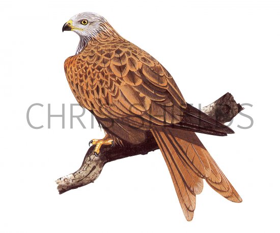 Illustration of Red Kite (Milvus milvus) (#3708)