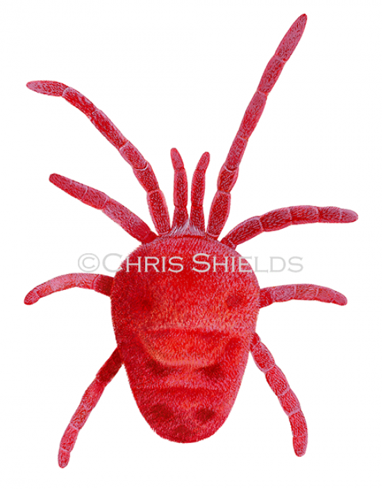 Illustration of Red Spider Mite (Eutrombidium rostratus) (#3164)