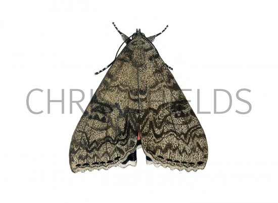 Illustration of Red Underwing (Catocala nupta) (#2469)