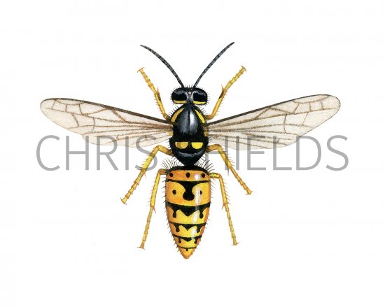 Illustration of Red Wasp worker (Vespula rufa) (#3160)