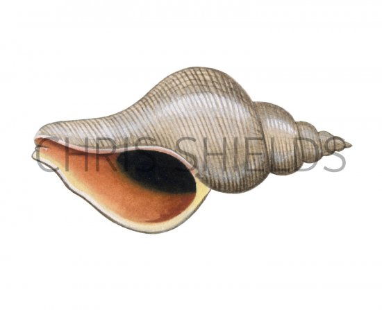 Illustration of Red Whelk (Neptunea antiqua) (#1846)