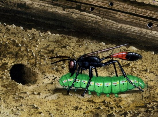 Illustration of Red-banded Sand Wasp (Ammophila sabulosa) (#3154)