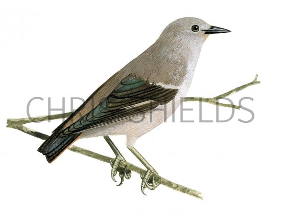 Illustration of Red-cheeked Starling (female) Sturnia philippensis (#2235)