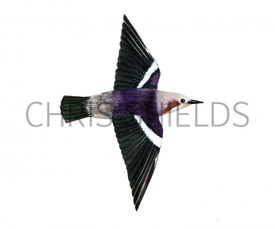 Illustration of Red-cheeked Starling (in flight) Sturnia philippensis (#2236)