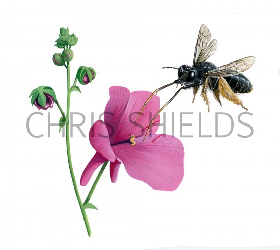 Illustration of Oil Collecting Bee (Rediviva longimanus) (#3818)
