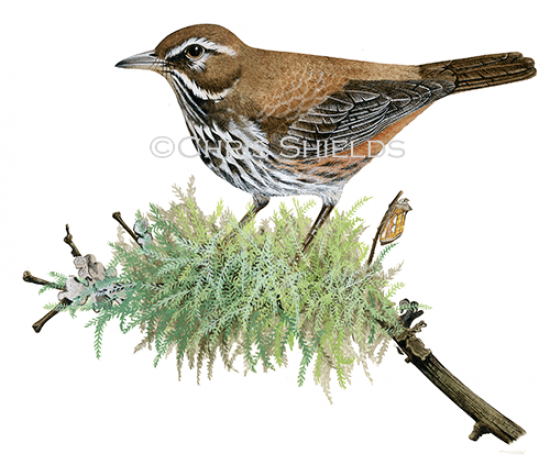 Illustration of Redwing (Turdus iliacus) (#4693)