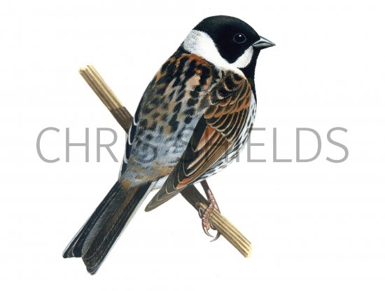Illustration of Reed Bunting male (Emberiza schoeniclus) (#1217)