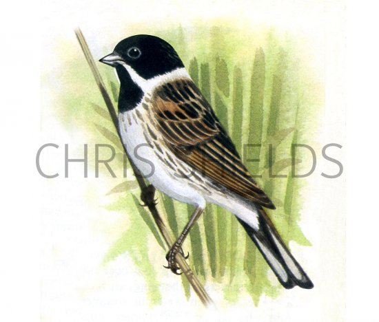 Illustration of Reed Bunting male (Emberiza schoeniclus) (#3655)