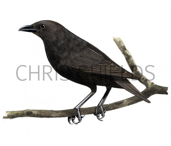 Illustration of Rennell Starling (Aplonis insularis) immature (#2238)