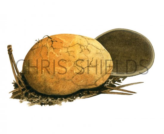 Illustration of Rhizopogon luteolus (Yelow False Truffle) (#1996)