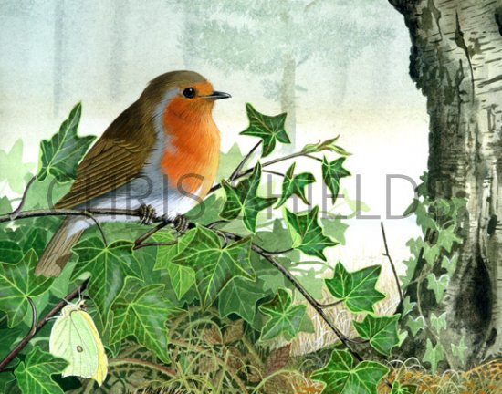 Illustration of Robin (Erithacus rubecula) (#0430)