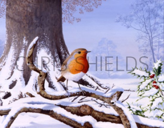 Illustration of Robin (Erithacus rubecula) (#0431)