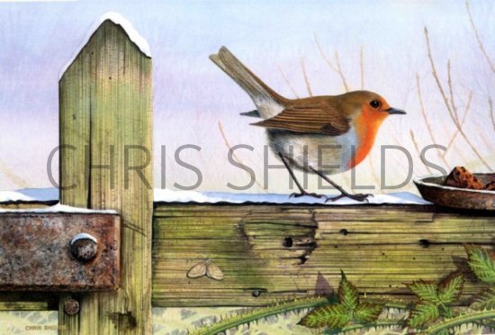 Illustration of Robin (Erithacus rubecula) (#0433)