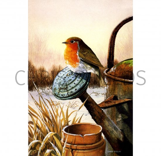 Illustration of Robin (Erithacus rubecula) (#0592)