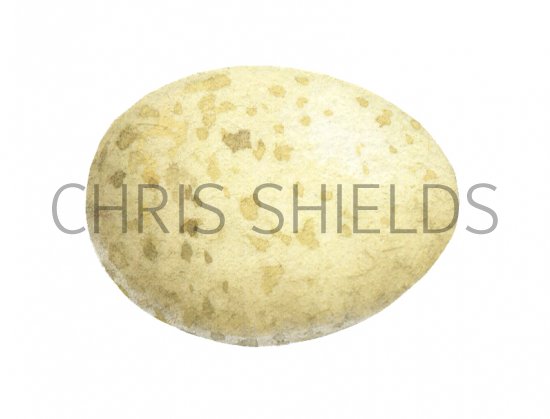Illustration of Robin egg (Erithacus rubecula) (#2433)