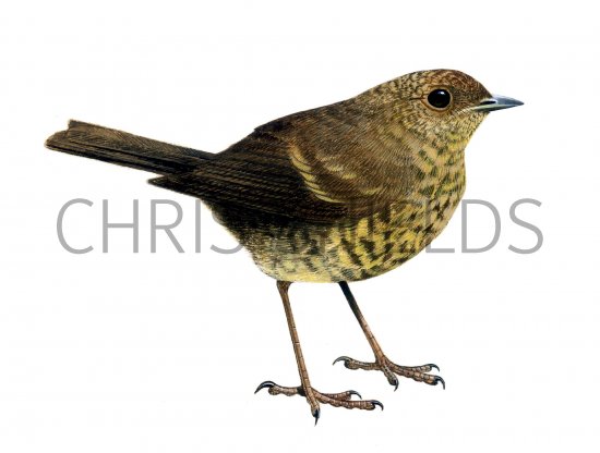 Illustration of Robin juvenile (Erithacus rubecula) (#1229)