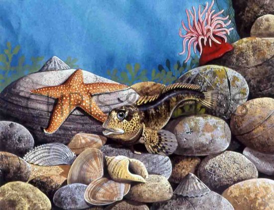Illustration of Shanny (Lipophrys pholis) (#0181)