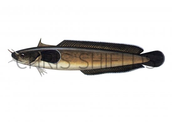 Illustration of Rockling (Shore) Gaidropsarus mediterraneus (#1069)
